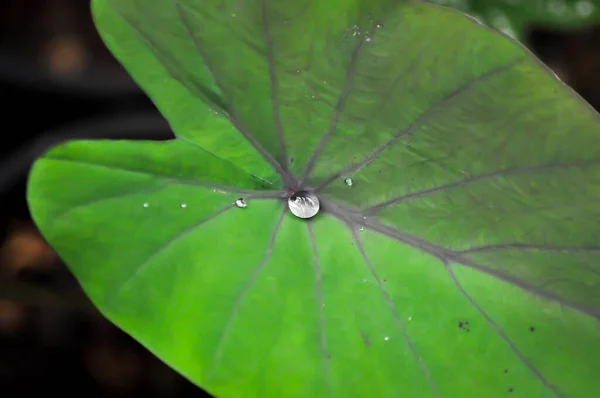 Colocasia Esculenta Schott Schwarze Magie Araceae Oder Taro Schwarze Magie — Stockfoto