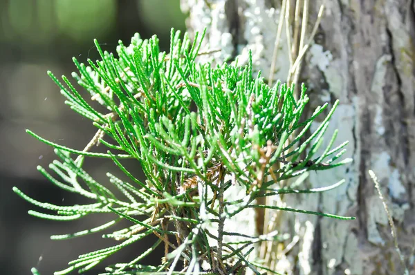 Pine Tree Italian Cypress Pencil Pine Cupressus Sempervirens Cupressus — Stock Photo, Image