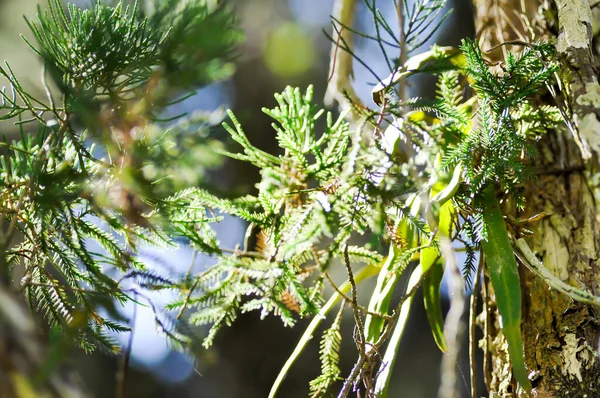 sun background ,sun light in the pine garden or pine tree in blur background