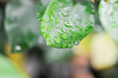Ficus pumila ya da tırmanma inciri ya da moraseAE ve yaprağın üzerine çiy damlası