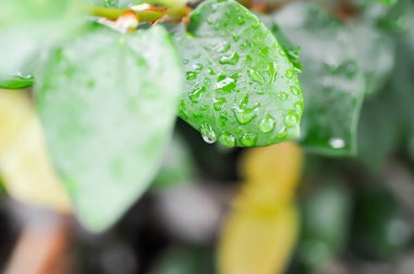 Ficus pumila ya da tırmanma inciri ya da moraseAE ve yaprağın üzerine çiy damlası
