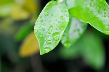 Ficus pumila ya da tırmanma inciri ya da moraseAE ve yaprağın üzerine çiy damlası