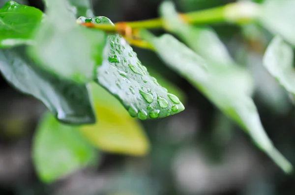 凤尾鱼或攀爬的无花果或Moraceae和露珠落在叶子上 — 图库照片