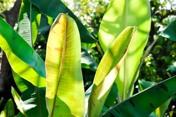 Bananenpflanze Blutbanane Oder Musa Acuminata Oder Musa Balbisiana Oder Bananenblatt — Stockfoto