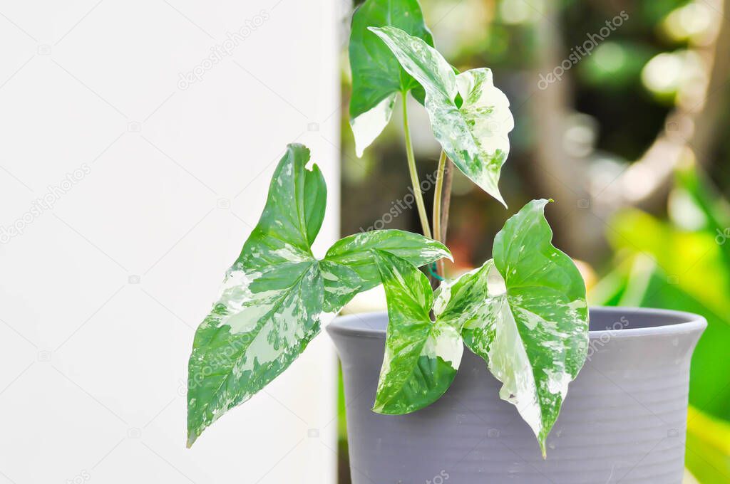 Syngonium podophyllum, Arrowhead Vine or Goosefoot Plant or Araceae plant