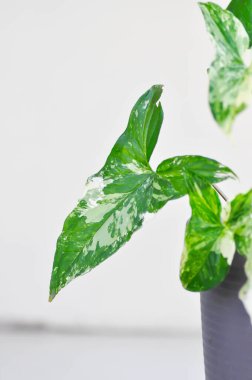 Syngonium podophyllum, Arrowhead Vine veya Goosefoot Plant veya Araceae bitkisi