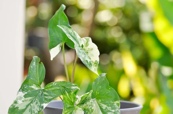 Syngonium Podophyllum Arrowhead Vine Eller Goosefoot Plant Eller Araceae — Stockfoto