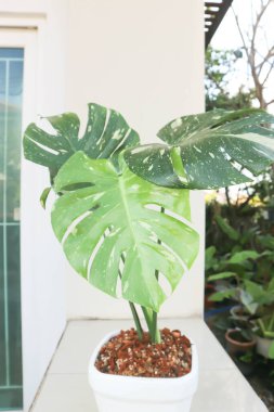 Monstera Thai Takımyıldızı veya Canavar, Herricane bitkisi veya İsviçre peynir bitkisi