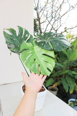 Monstera Thai Takımyıldızı veya Canavar, Herricane bitkisi veya İsviçre peynir bitkisi