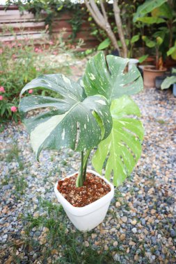 Monstera Thai Takımyıldızı veya Canavar, Herricane bitkisi veya İsviçre peynir bitkisi