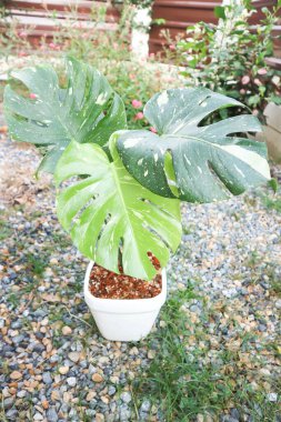 Monstera Thai Takımyıldızı veya Canavar, Herricane bitkisi veya İsviçre peynir bitkisi