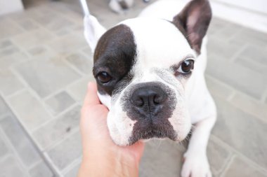 Fransız bulldog ya da köpek ya da tacizci köpek, evcil köpek ya da dokunaklı köpek.