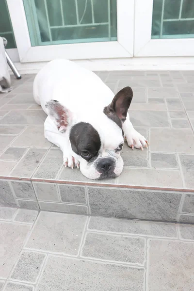 法国斗牛犬 狗或睡狗 或睡在地板上的法国斗牛犬 — 图库照片