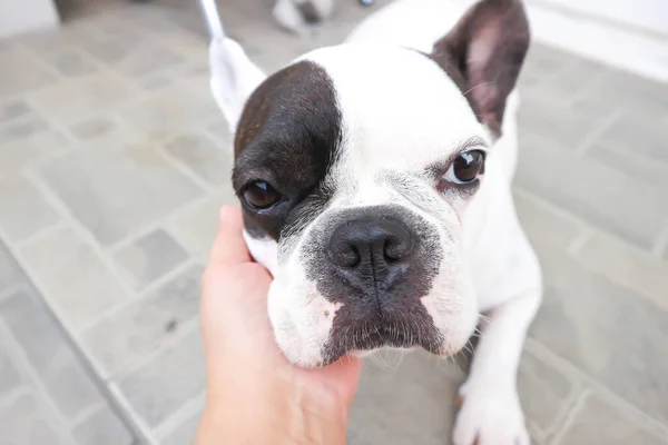 Franse Bulldog Hond Betasten Hond Tamme Hond Aanraken Hond — Stockfoto
