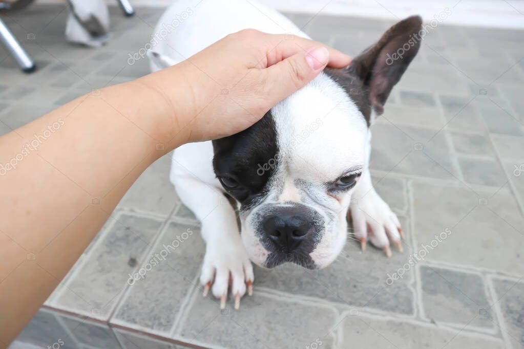 French bulldog or dog or groping dog , tame dog or touching dog