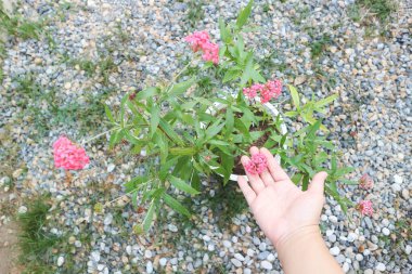 Panama Gülü, Araknothryx Löcophylla bitkisi.