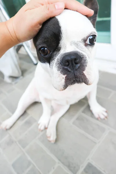 Bulldog Perro Francés Perro Tientas Perro Domesticado Perro Tocado —  Fotos de Stock