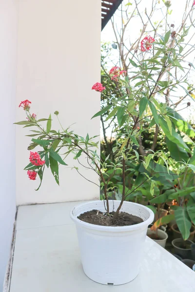 Panama Rose Arachnothryx Leucophylla Plant — 스톡 사진