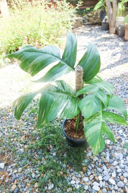 Epipremnum, Epipremnum Pinnatum Variegata veya Epipremnum pinnatum çeşnili albo bitkisi