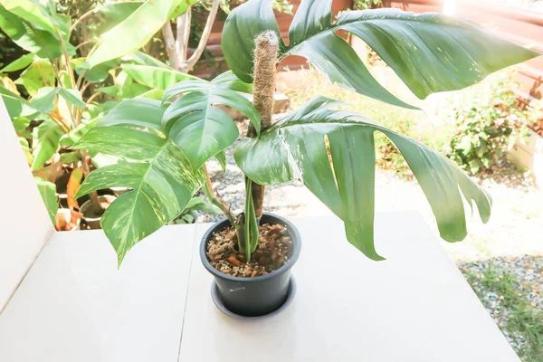 Epipremnum Epipremnum Pinnatum Variegata Epipremnum Pinnatum Variegated Albo Plant — Stockfoto