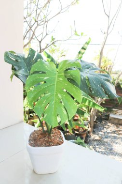 Monstera Thai Takımyıldızı veya Canavar, Herricane bitkisi veya İsviçre peynir bitkisi