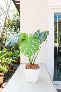 Monstera Thai Takımyıldızı veya Canavar, Herricane bitkisi veya İsviçre peynir bitkisi