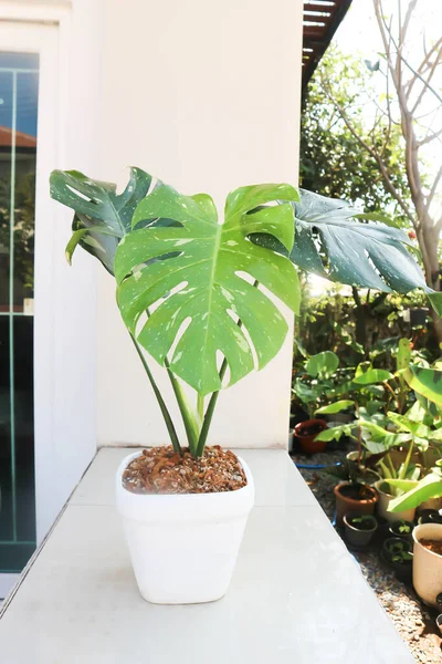 Monstera Thai Constelación Monstera Herricane Planta Planta Queso Suizo — Foto de Stock