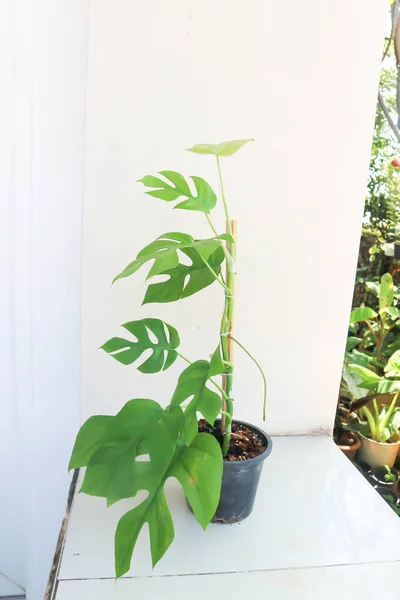 Mini Monstera Monstera Deliciosa Liebm Або Philodendron Ginny Або Rhaphidophora — стокове фото