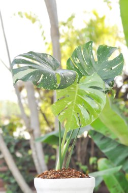 Monstera Thai Takımyıldızı veya Canavar, Herricane bitkisi veya İsviçre peynir bitkisi