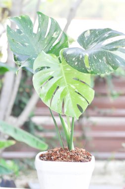 Monstera Thai Takımyıldızı veya Canavar, Herricane bitkisi veya İsviçre peynir bitkisi