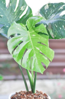 Monstera Thai Takımyıldızı veya Canavar, Herricane bitkisi veya İsviçre peynir bitkisi