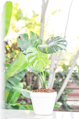 Monstera Thai Takımyıldızı veya Canavar, Herricane bitkisi veya İsviçre peynir bitkisi