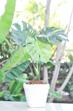 Monstera Thai Takımyıldızı veya Canavar, Herricane bitkisi veya İsviçre peynir bitkisi