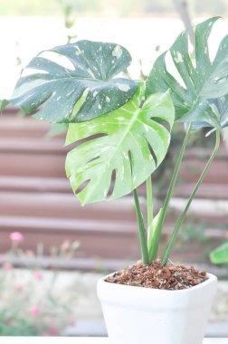 Monstera Thai Takımyıldızı veya Canavar, Herricane bitkisi veya İsviçre peynir bitkisi