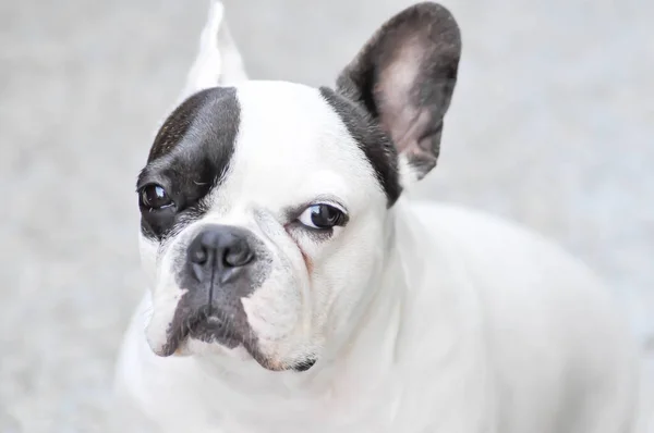 Cão Buldogue Francês Sem Conhecimento Buldogue Francês Cão Pontilhado — Fotografia de Stock