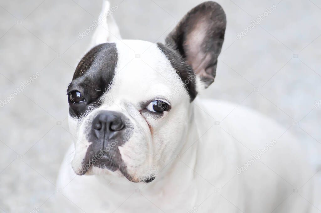 dog or french bulldog, unaware French bulldog or dotted dog