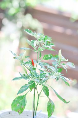 Biber bitkisi veya benekli biber bitkisi, Chilli Padi veya Bird Eye Chili veya Tayland biberi veya Capsicum frutescens Linn veya Solanaceae bitkisi