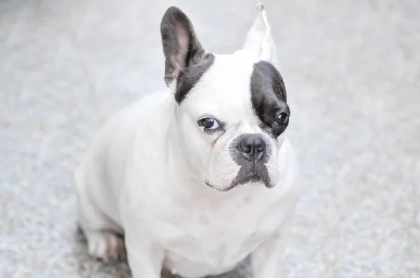 Hond Franse Bulldog Onwetende Franse Bulldog Stippelhond — Stockfoto