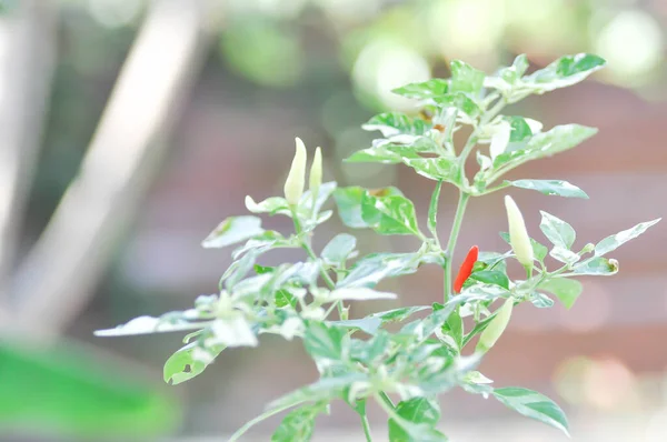 Paprika Rostlina Nebo Tečkované Pepře Rostlina Chilli Padi Nebo Ptačí — Stock fotografie