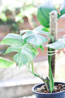 Epipremnum, Epipremnum Pinnatum Variegata veya Epipremnum pinnatum çeşnili albo bitkisi