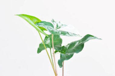 Syngonium podophyllum, Arrowhead Vine veya Goosefoot Plant veya Araceae bitkisi