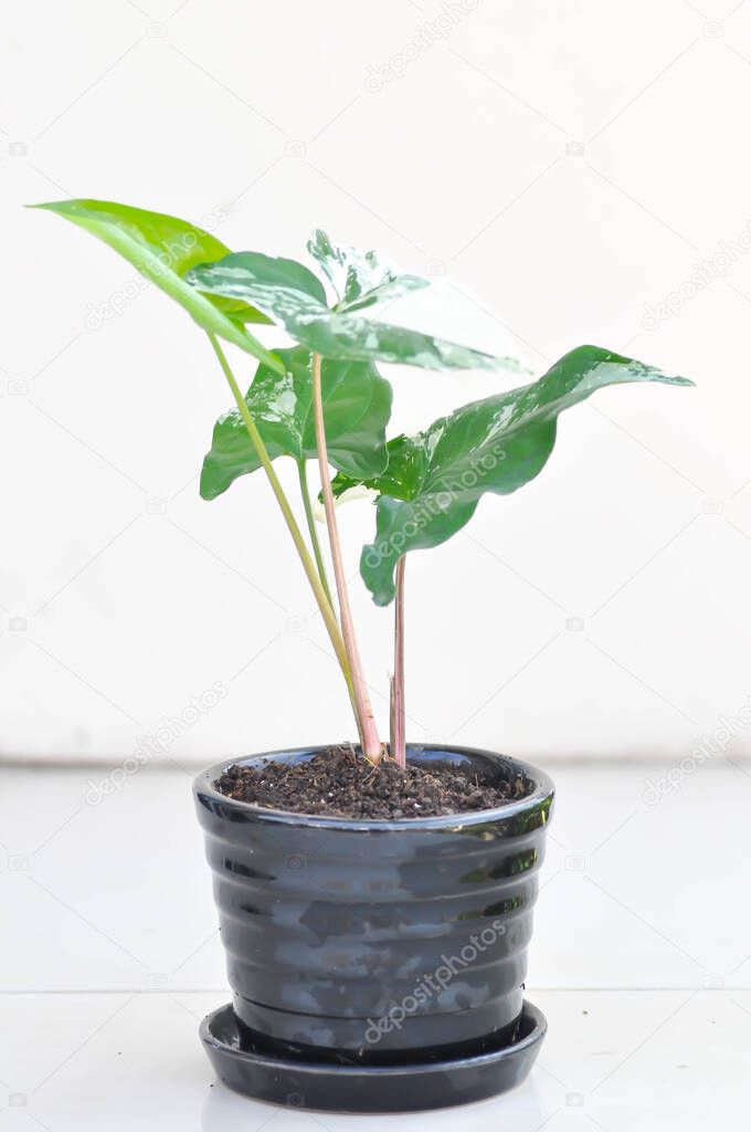 Syngonium podophyllum, Arrowhead Vine or Goosefoot Plant or Araceae plant