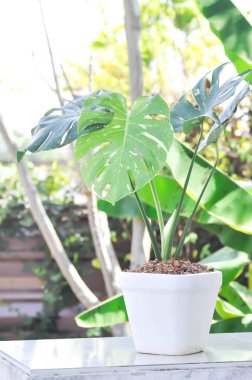 Monstera Thai Takımyıldızı veya Canavar, Herricane bitkisi veya İsviçre peynir bitkisi