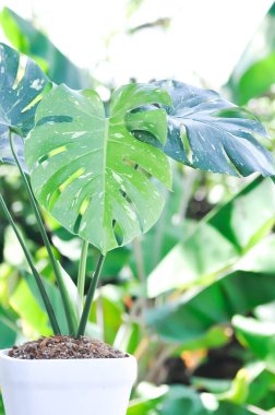 Monstera Thai Takımyıldızı veya Canavar, Herricane bitkisi veya İsviçre peynir bitkisi