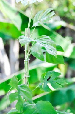 Mini Monstera, Monstera deliciosa Liebm veya Philodendron ginny veya Rhaphidophora terrasperma veya mostera bitkisi