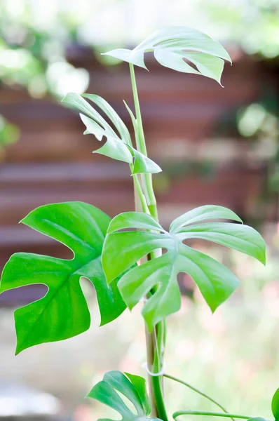 Mini Monstera Monstera Deliciosa Liebm Philodendron Ginny Rhaphidophora Terrasperma Pianta — Foto Stock