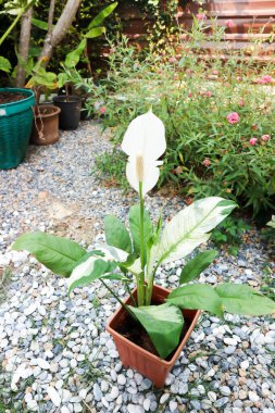 Spatthiphyllum, monokledonous veya Araceae veya Spath veya Lily Peace beyaz çiçekli veya noktalı Spatthiphyllum