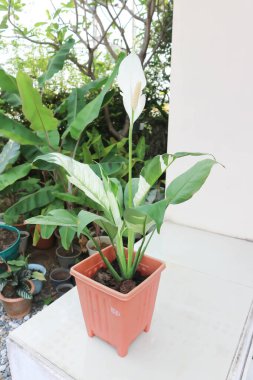 Spatthiphyllum, monokledonous veya Araceae veya Spath veya Lily Peace beyaz çiçekli veya noktalı Spatthiphyllum