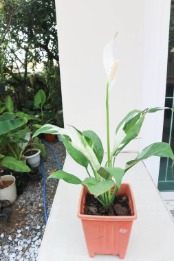 Spatthiphyllum, monokledonous veya Araceae veya Spath veya Lily Peace beyaz çiçekli veya noktalı Spatthiphyllum