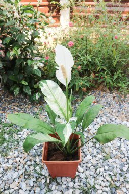 Spatthiphyllum, monokledonous veya Araceae veya Spath veya Lily Peace beyaz çiçekli veya noktalı Spatthiphyllum